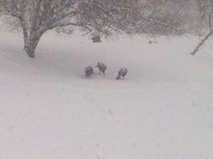 Turkeys before whiteout