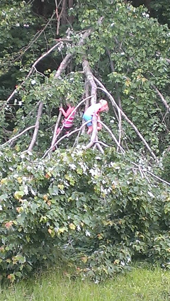 tree climbing